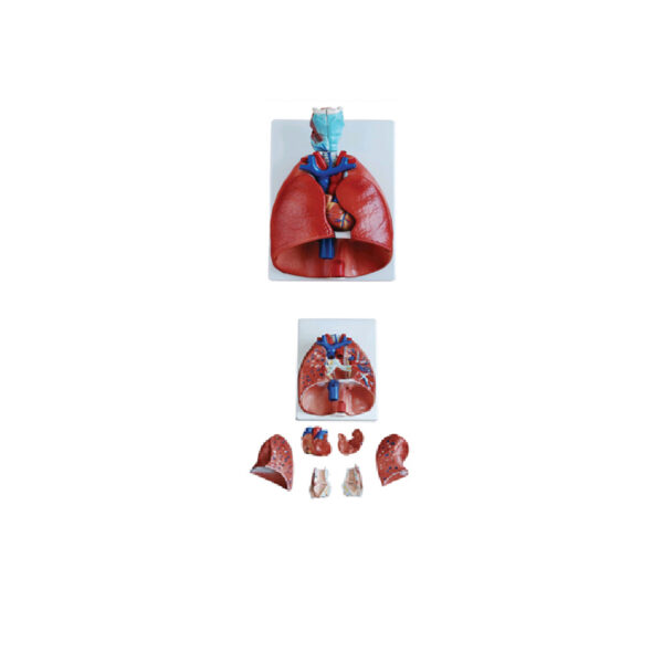 LARYNX+COEUR+POUMONS MODELE COMPLET